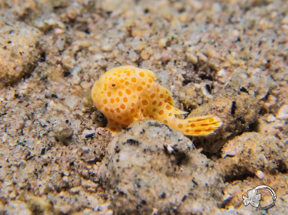 Bed and Breakfast Acqua Dive Zamboanguita  Esterno foto