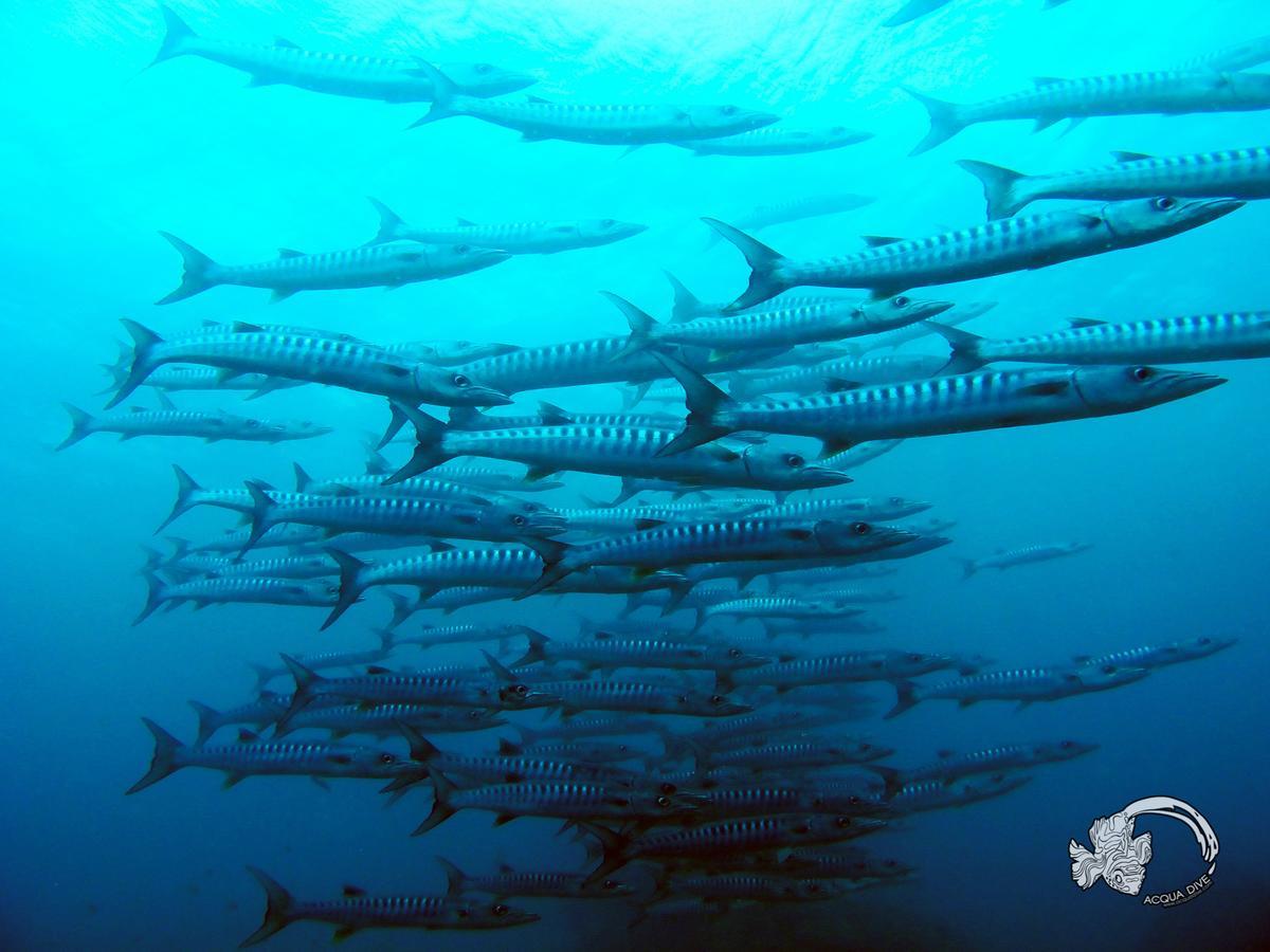 Bed and Breakfast Acqua Dive Zamboanguita  Esterno foto